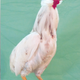 Splash Arancana Rooster (Michael Bohlken)